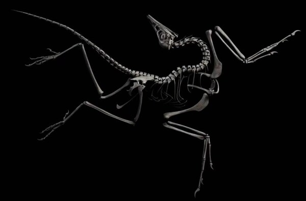 始祖鸟骨骼3D重建(NICE PaleoVislab, IVPP提供)